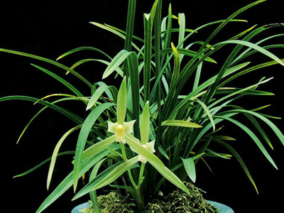 <h4>春兰</h4><p id='d584c2'>春兰（Cymbidium goeringii）以高洁、清雅、幽香而著称，叶姿优美，花香幽远。自古以来，春兰都被誉为美好事物的象征，已广泛在民间人格化了</p>