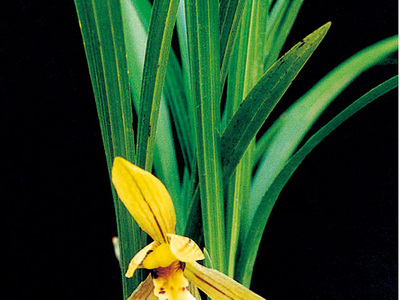 <h4>春兰</h4><p id='2aa0bf'>春兰（Cymbidium goeringii）以高洁、清雅、幽香而著称，叶姿优美，花香幽远。自古以来，春兰都被誉为美好事物的象征，已广泛在民间人格化了</p>