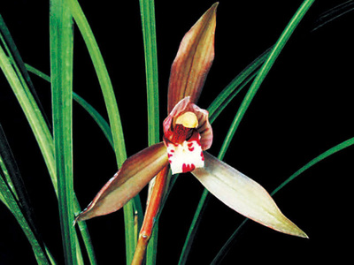 <h4>春兰</h4><p id='08e9be'>春兰（Cymbidium goeringii）以高洁、清雅、幽香而著称，叶姿优美，花香幽远。自古以来，春兰都被誉为美好事物的象征，已广泛在民间人格化了</p>