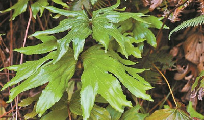 深圳晚报：第10种以深圳冠名植物新种发布 ，深圳双扇蕨在东部山地被发现